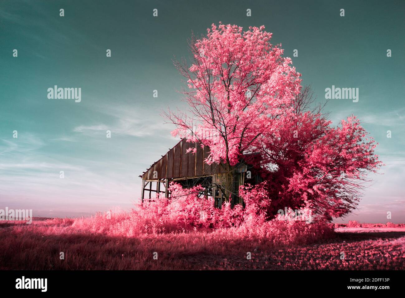 A pink and teal false color infrared image of a small barn in Jackson County, IN. Stock Photo