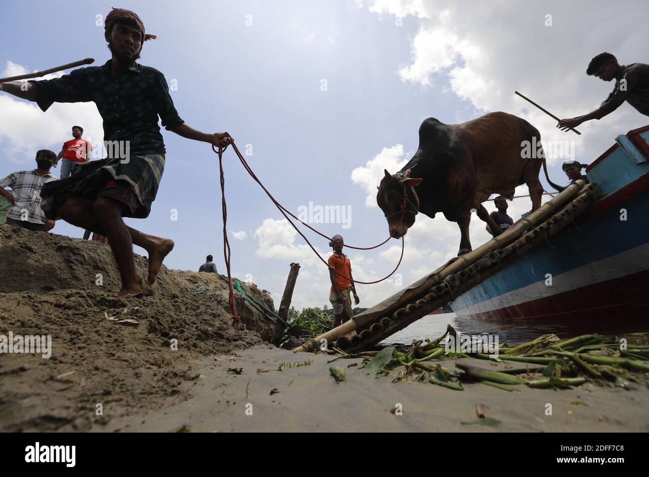 Bangladeshi animals hi-res stock photography and images - Alamy