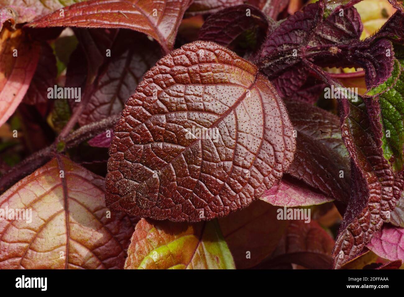 Decorative leaves in fall colors. Swedish ivy, Swedish begonia or whorled plectranthus is a plant in the family Lamiaceae. Annual plant. Stock Photo