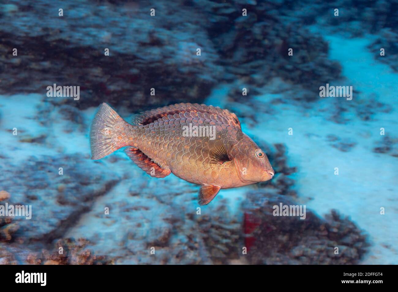 This stareye parrotfish, Calotomus carolinus, represents the initial phase of this species which could be male or female,.  Hawaii. Stock Photo