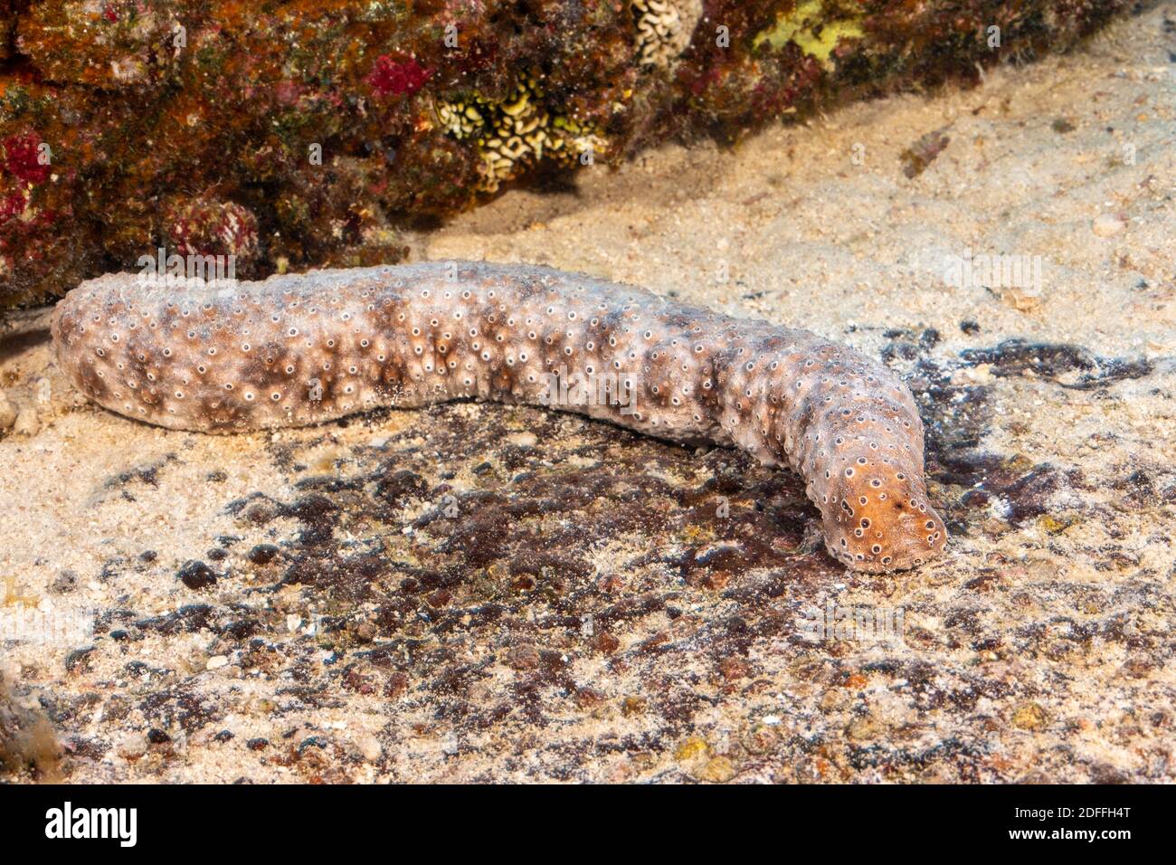 This sea cucumber, Holothuria sp., has yet to be scientifically identified, Hawaii. It is uncommon and thought to be endemic. Stock Photo
