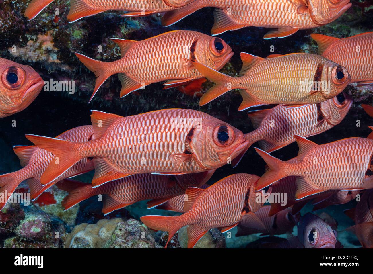 A school of shoulderbar soldierfish, Myripristis kuntee.   Hawaii. Stock Photo