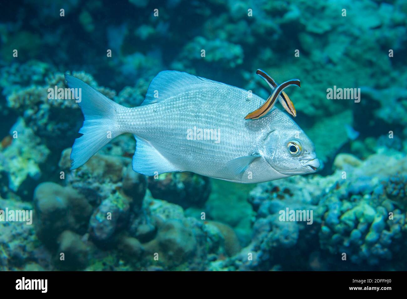 This topsail chub, Kyphosus cinerascens, is being looked over for parasites by two bluestreak cleaner wrasse, Labroides dimidiatus, Yap, Micronesia. I Stock Photo