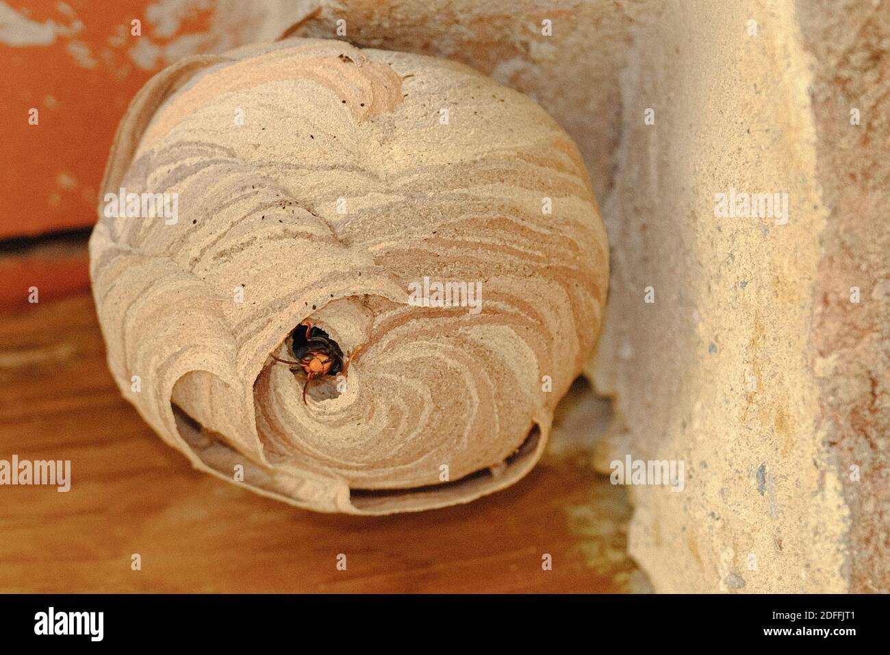 A nest of Asian hornet (Vespa velutina), also known as the yellow-legged hornet or Asian predatory wasp on a roof in Montauriol, Aude , France on August 10, 2020. Photo by JMP/ABACAPRESS.COM Stock Photo