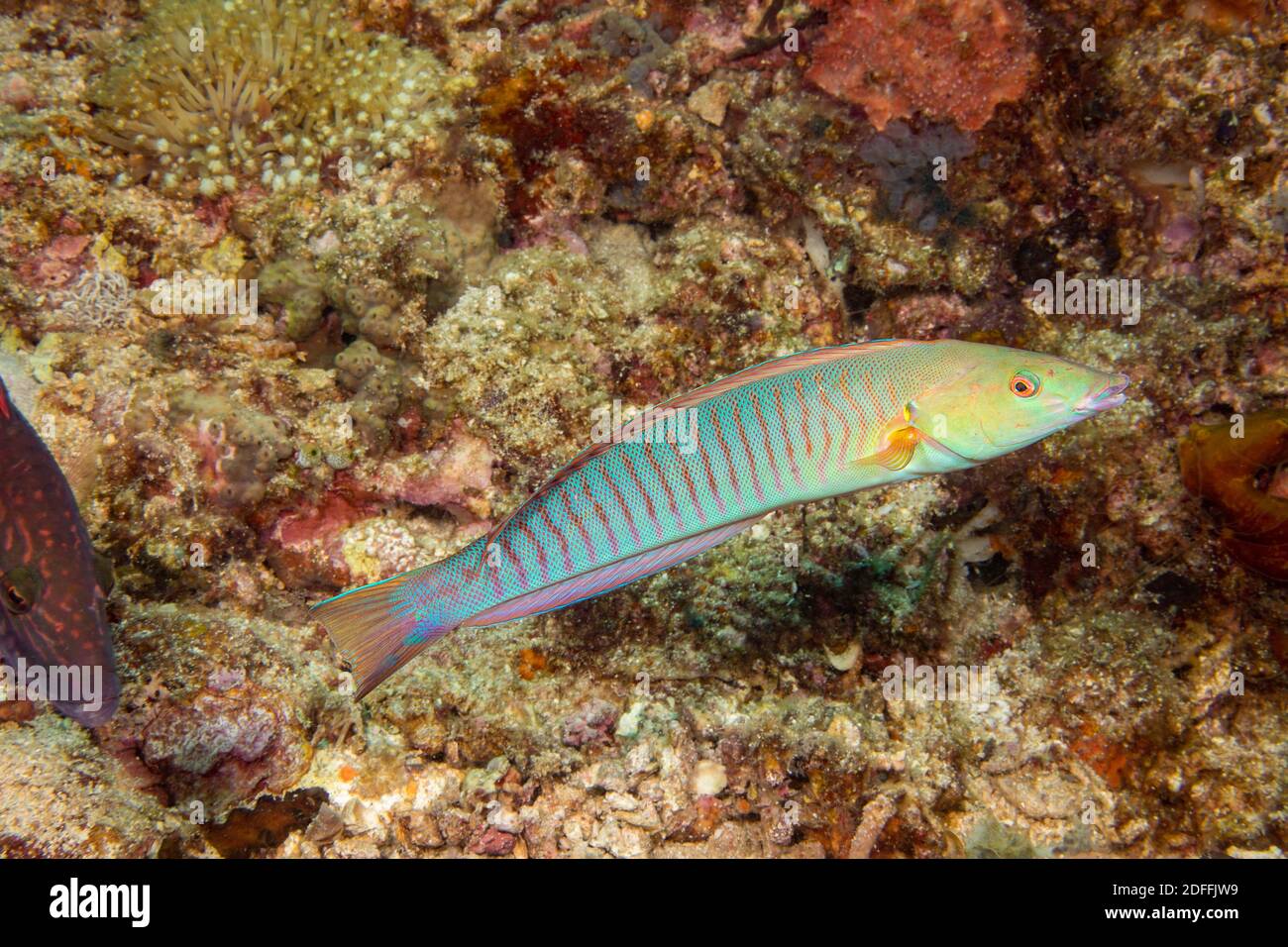 This pastel ring wrasse, Hologymnosus doliatus, is currently in the intermediate female phase and will turn to male later on in life, Philippines. Stock Photo