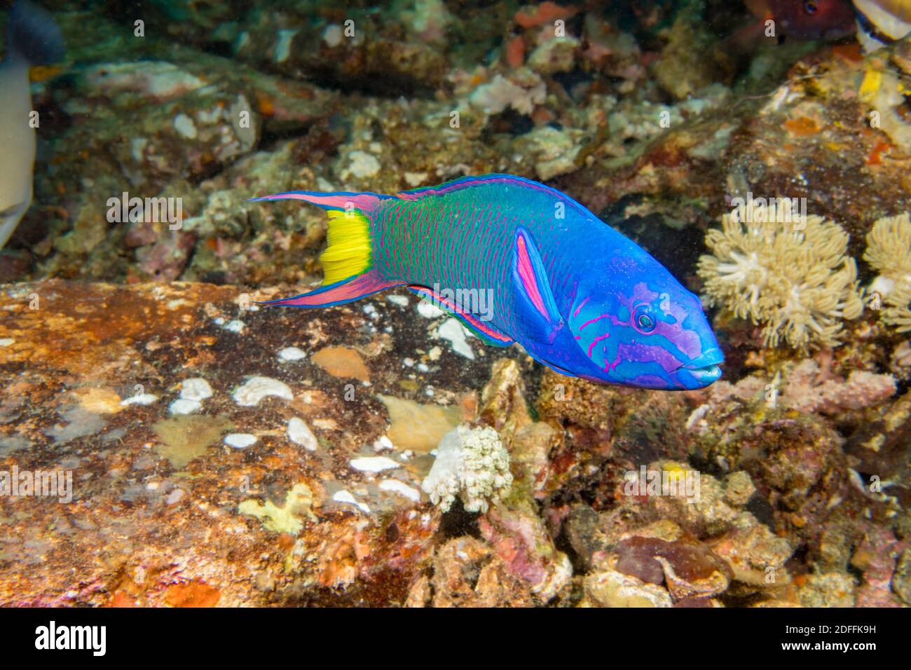 The crescent wrasse, Thalassoma lunare, is often referred to as a moon wrasse, Philippines. Stock Photo