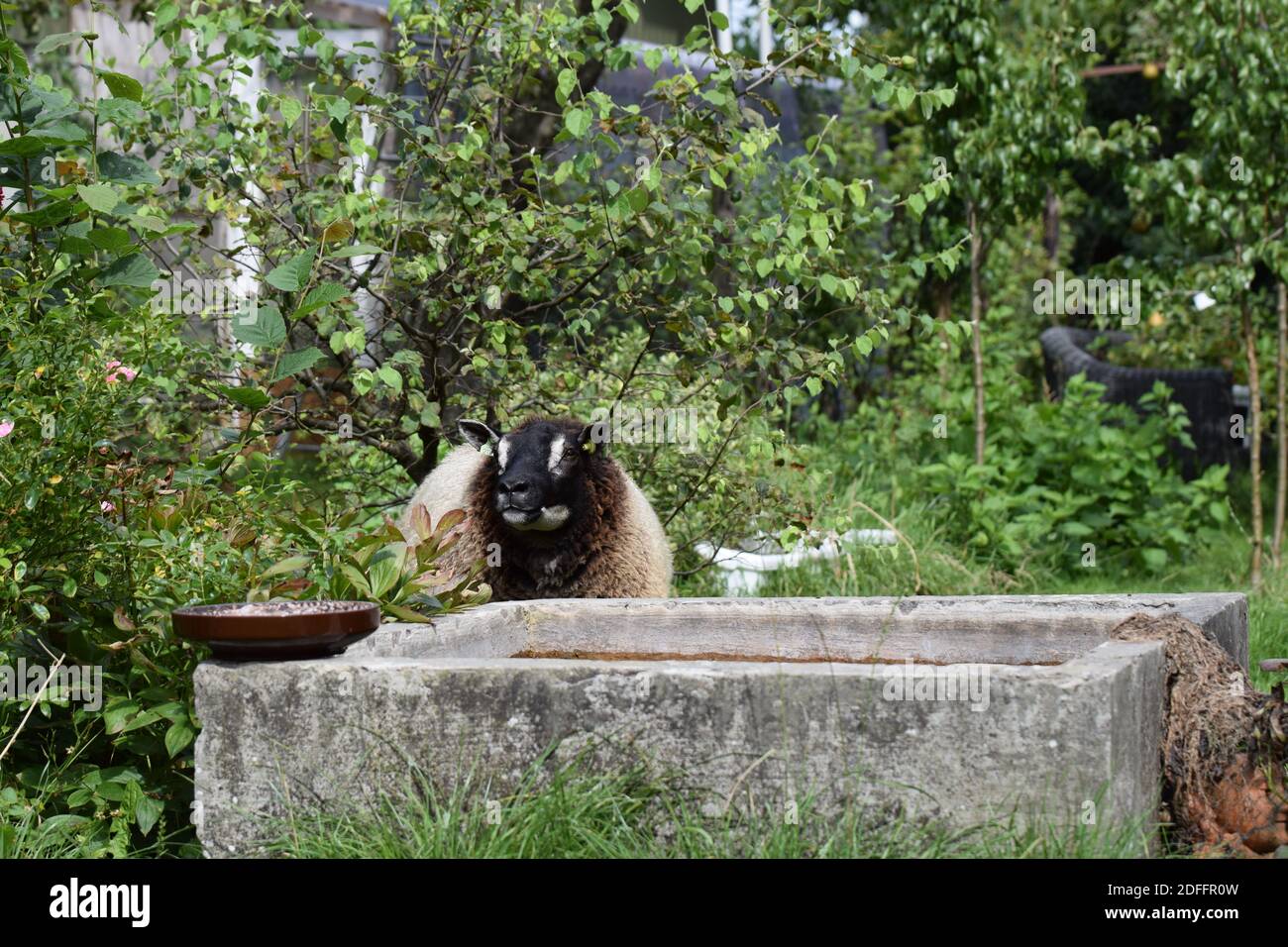 Badgerface Texel ewe by pond Stock Photo