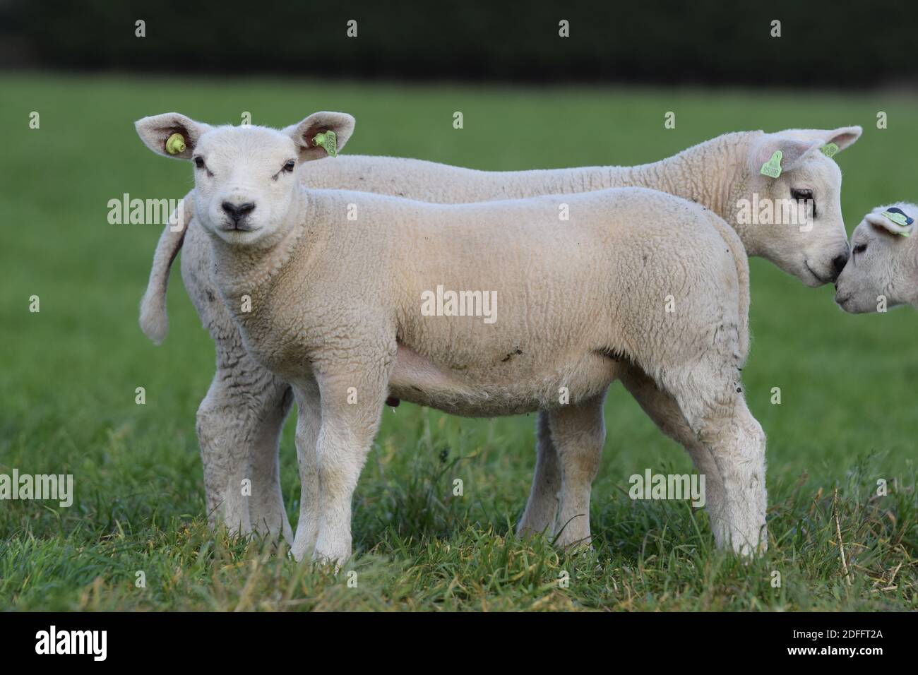 Three lambs Stock Photo