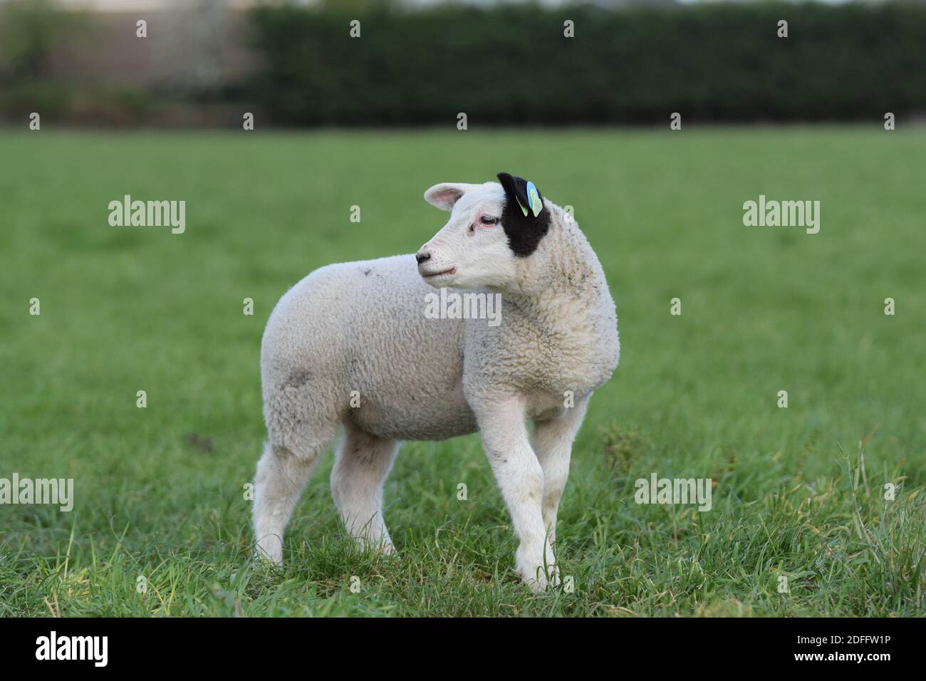 Black ear lamb Stock Photo Alamy