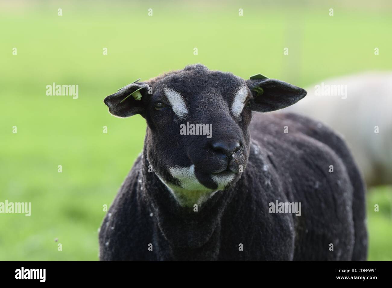 Badgerface Texel Ram Stock Photo
