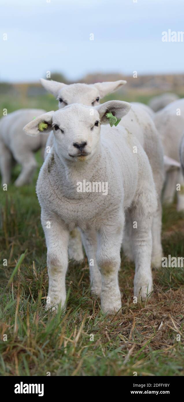 Two lambs Stock Photo
