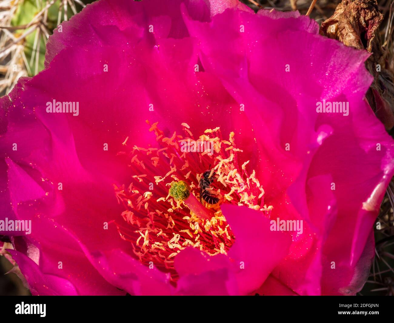 Engelmann's Hedgehog (Purple torch) cactus blossom, Lava Flow Trail, Snow Canyon State Park, Saint George, Utah. Stock Photo