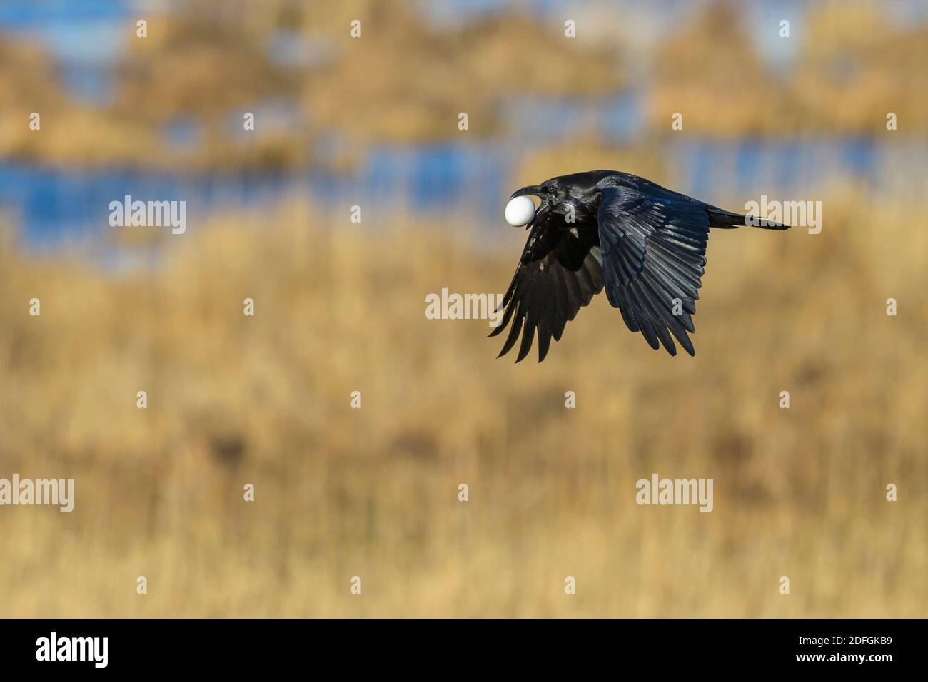 Kolkrabe mit Gänseei im Schnabel, (Corvus corax), Stock Photo