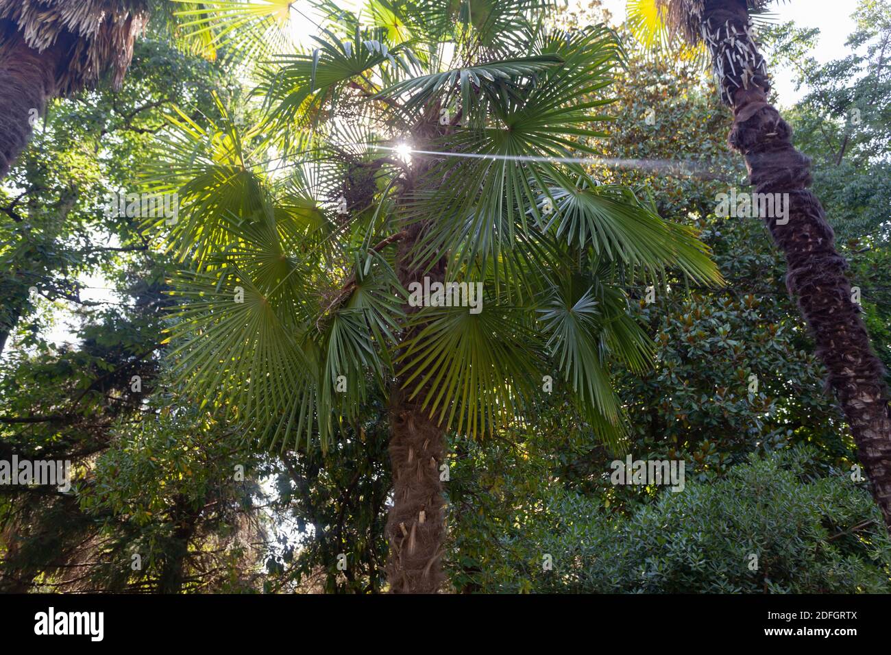 High palm tree in the rainforest Stock Photo Alamy