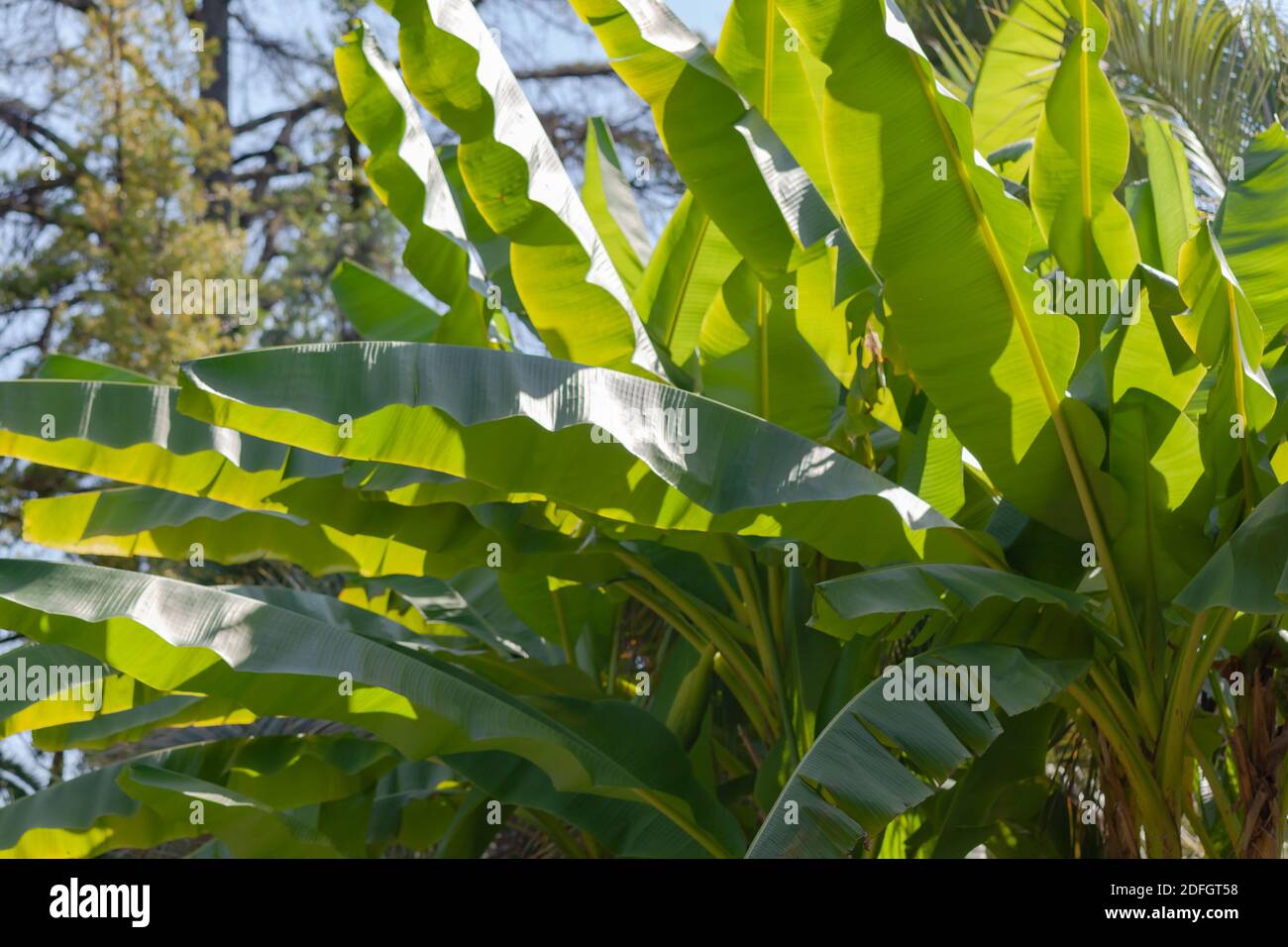 Large leaves of a tropical plant Stock Photo - Alamy