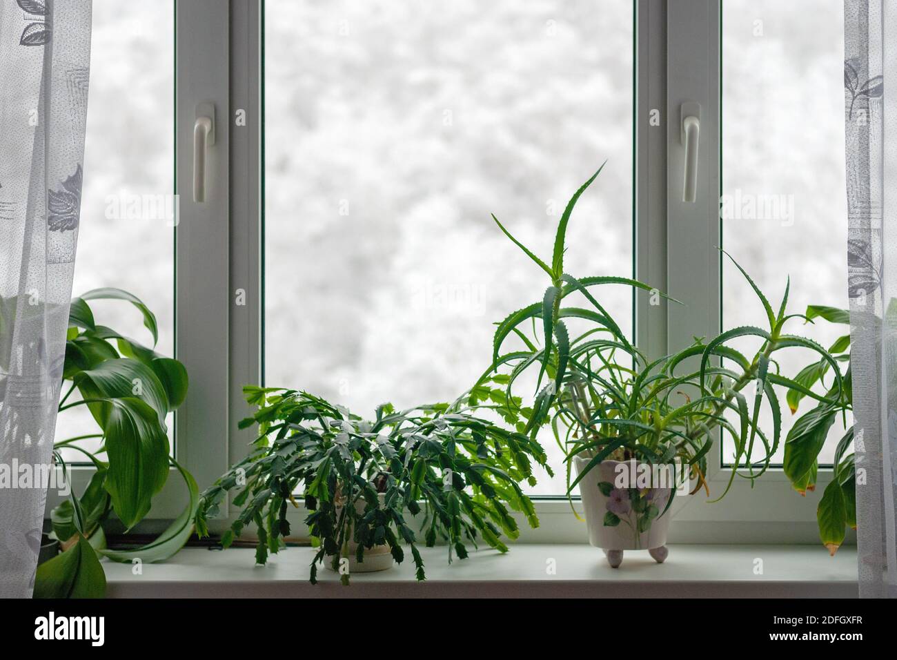Houseplants growing on windowsill in winter season against trees in