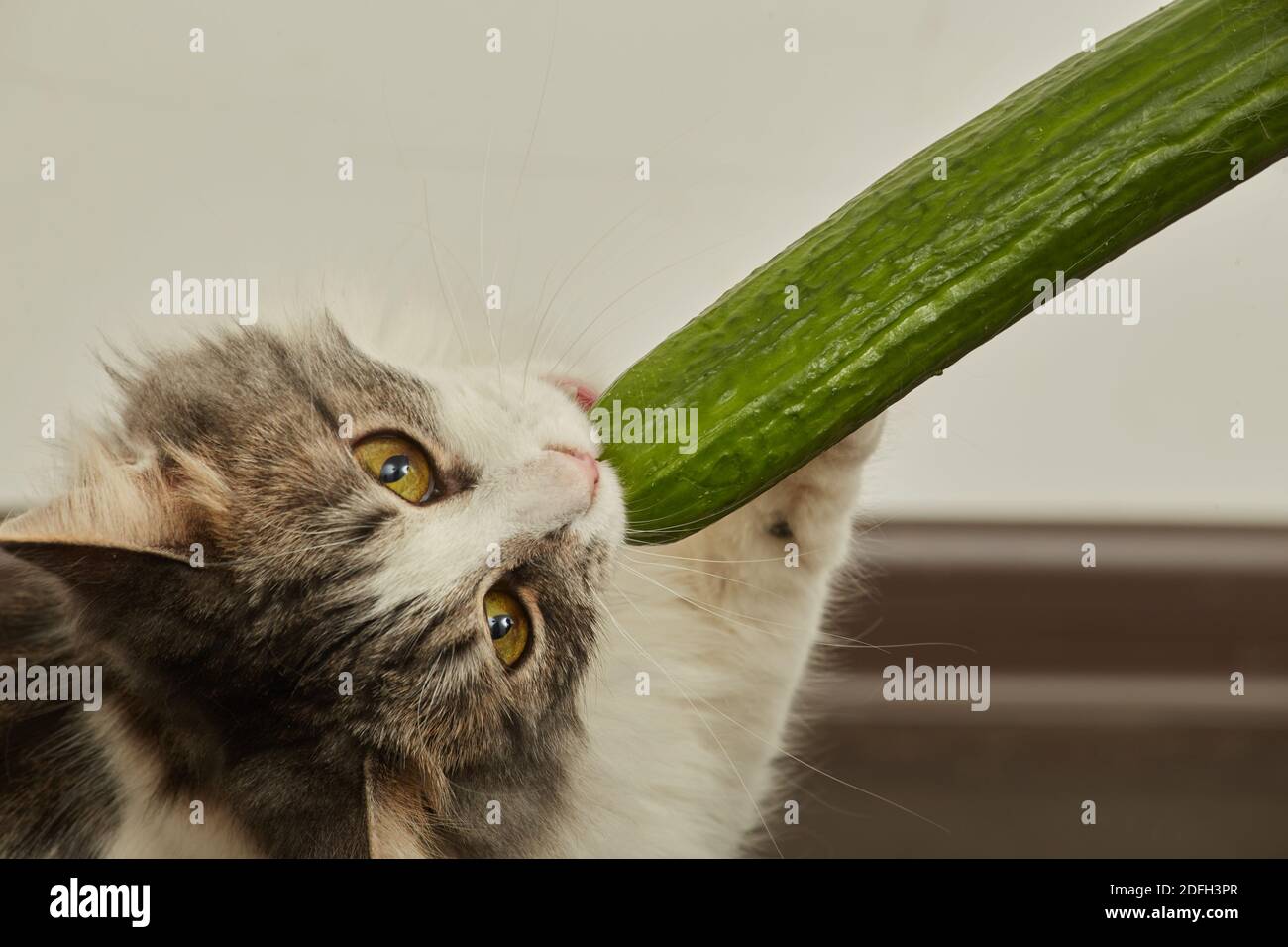 fun fluffy cat plays with cucumber eats it closeup view Stock Photo