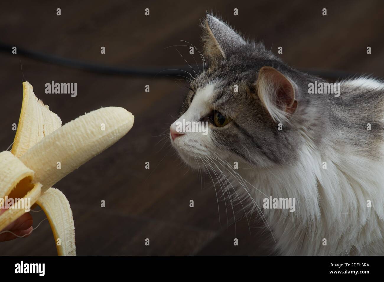 fun fluffy cat looks at banana closeup view, smell it Stock Photo