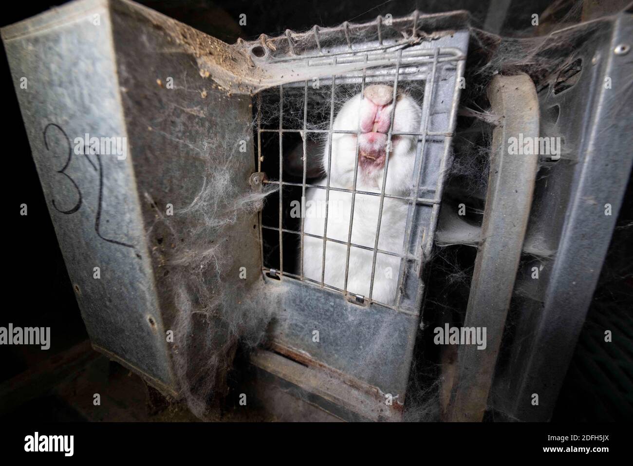 "Overcrowded cages, wire mesh floor, high mortalities" the animal