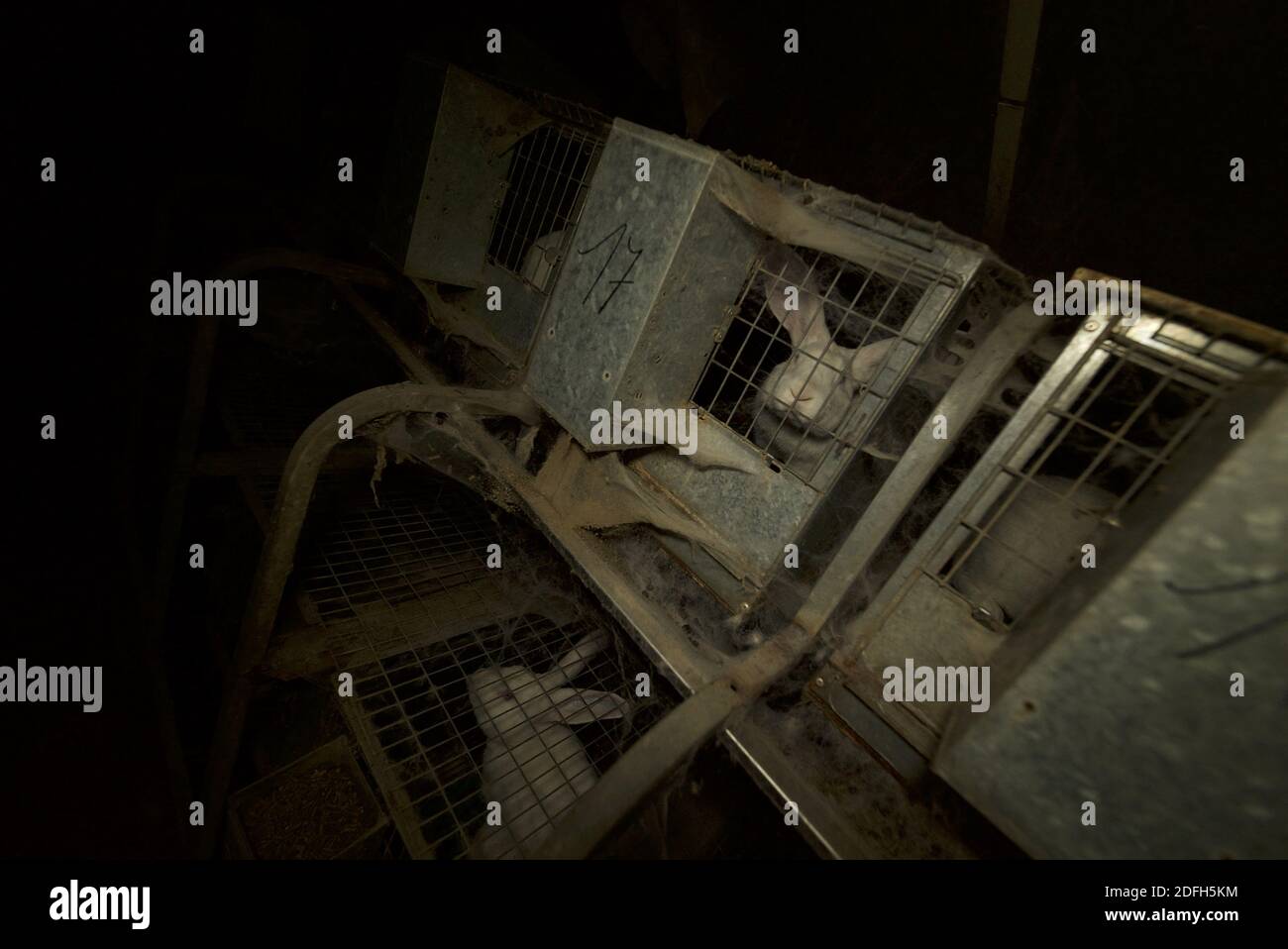 "Overcrowded cages, wire mesh floor, high mortalities" the animal