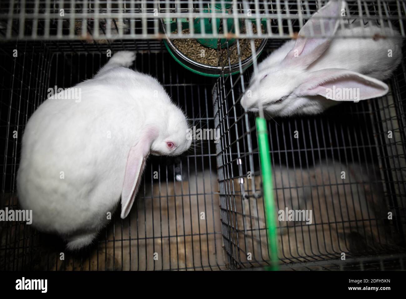 Overcrowded cages, wire mesh floor, high mortalities": the animal rights  association L214 has unveiled, Tuesday evening, September 29, 2020,  "terrible images" of a large intensive rabbit farm located in the town of