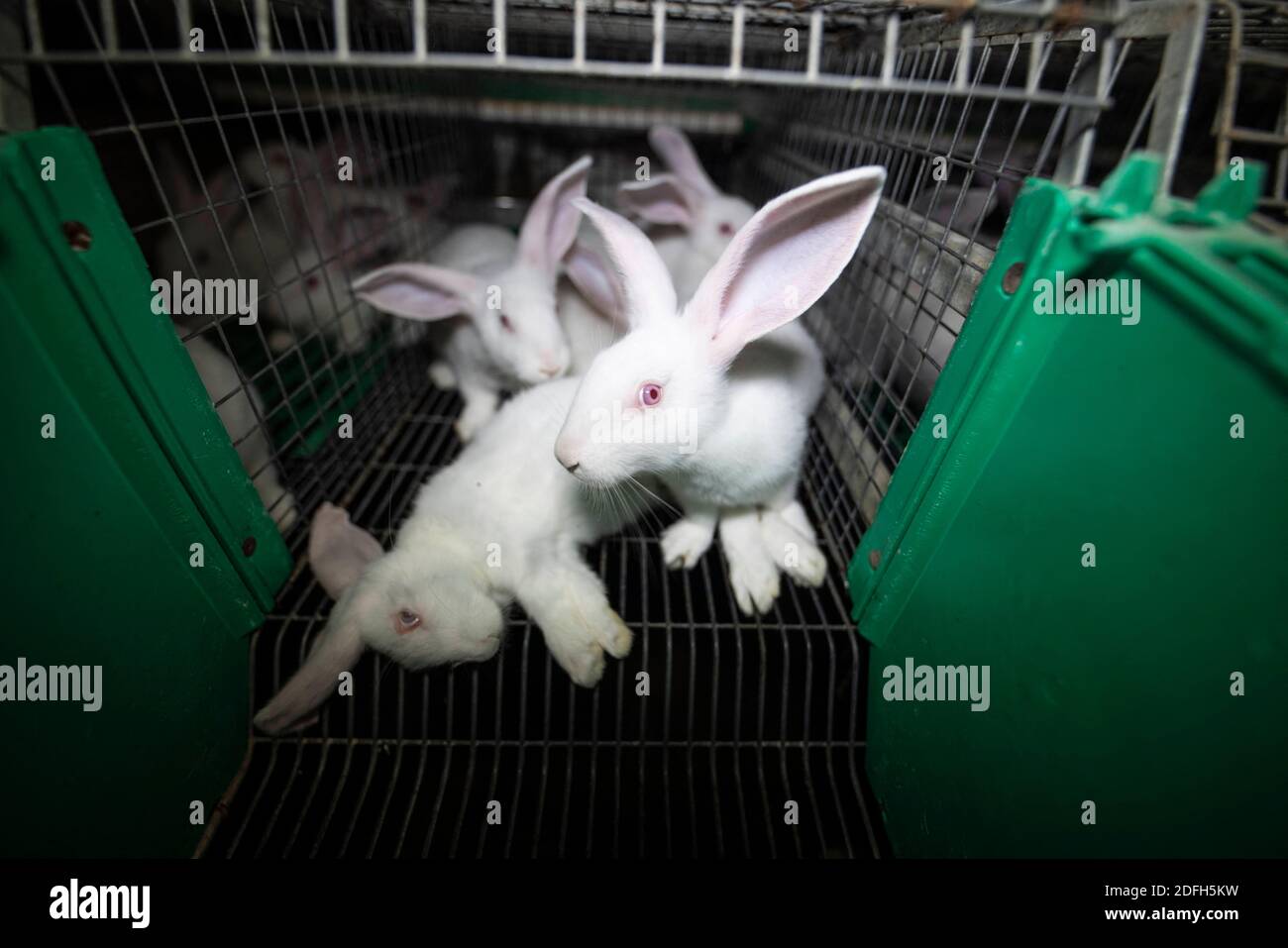 "Overcrowded cages, wire mesh floor, high mortalities" the animal