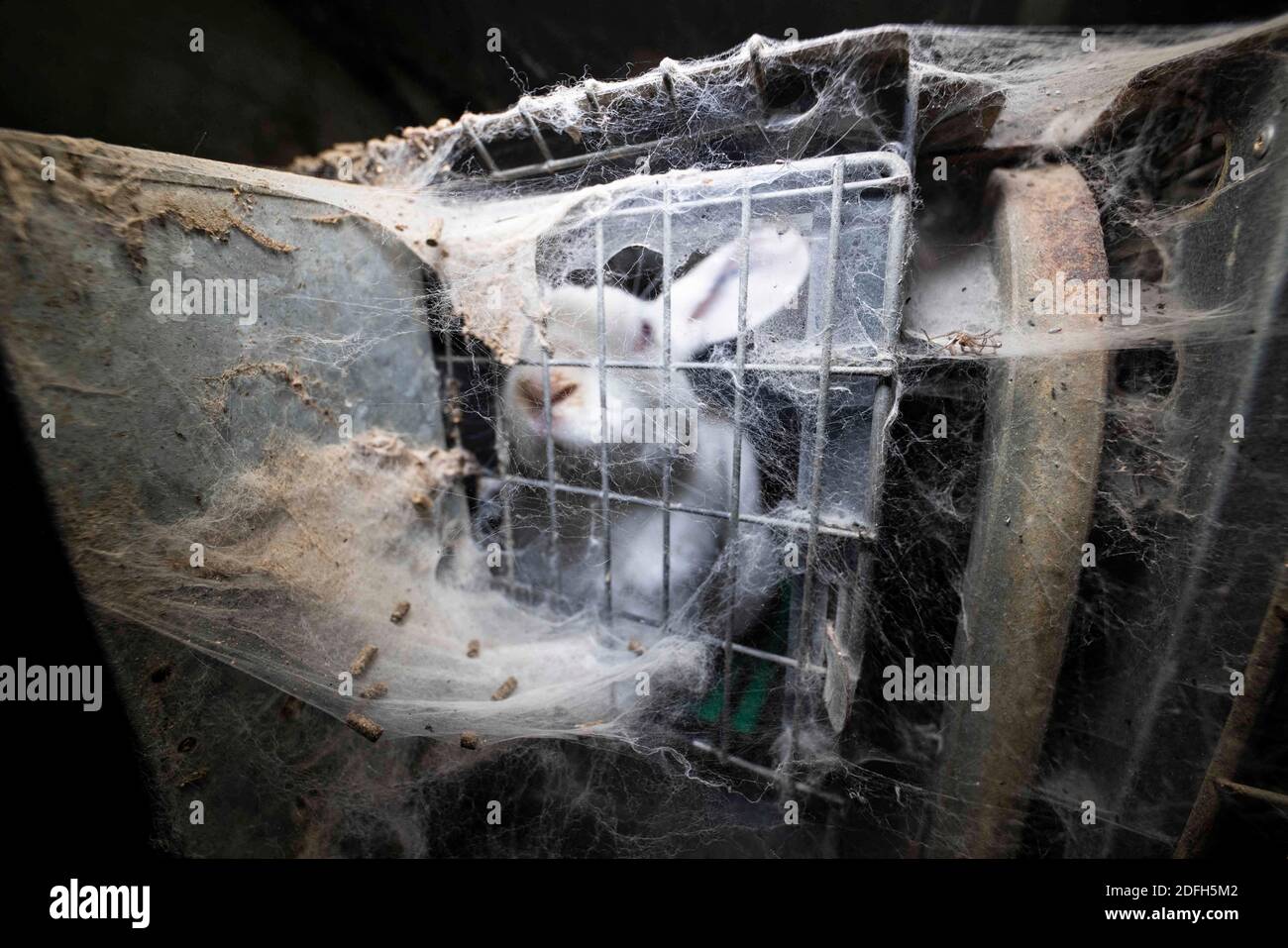 "Overcrowded cages, wire mesh floor, high mortalities" the animal