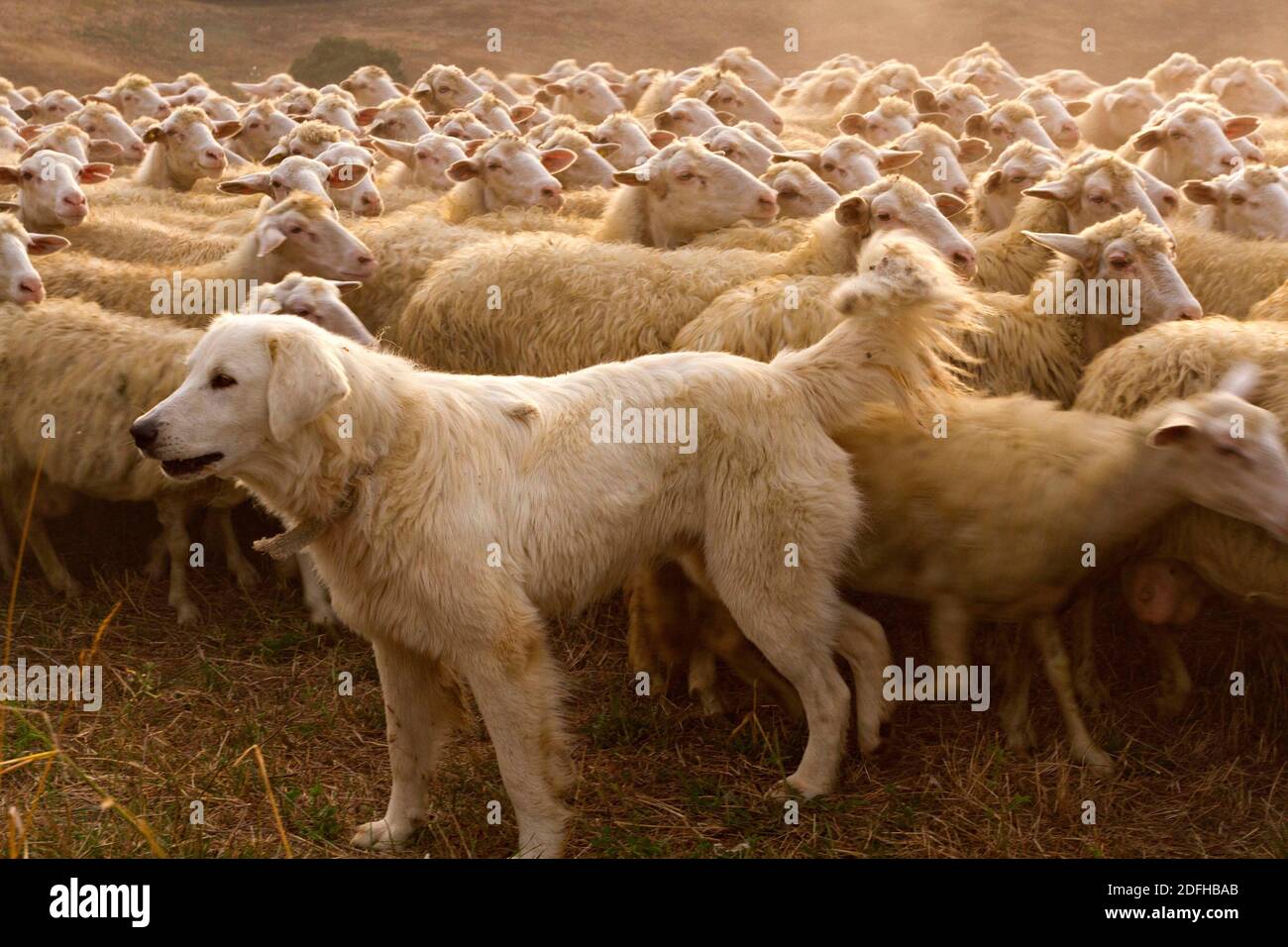 Maremmano Dog High Resolution Stock Photography and Images - Alamy