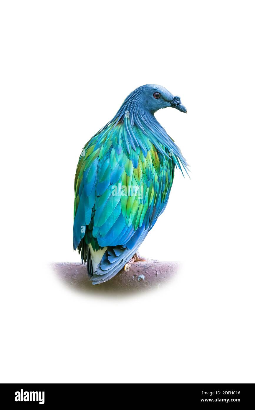 Nicobar Pigeon isolated on white background Stock Photo