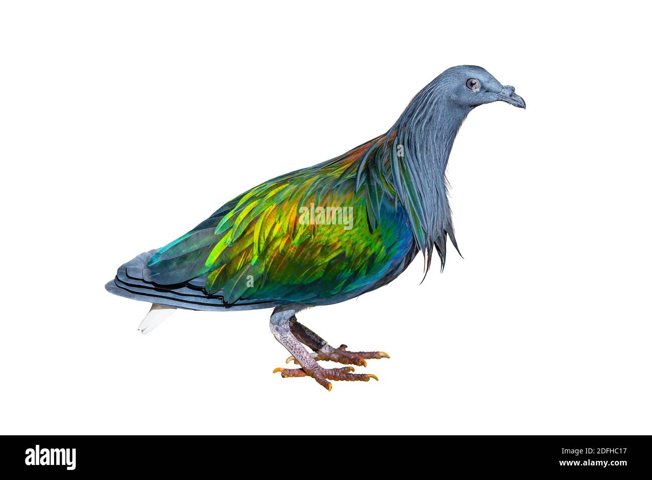 Nicobar Pigeon isolated on white background Stock Photo
