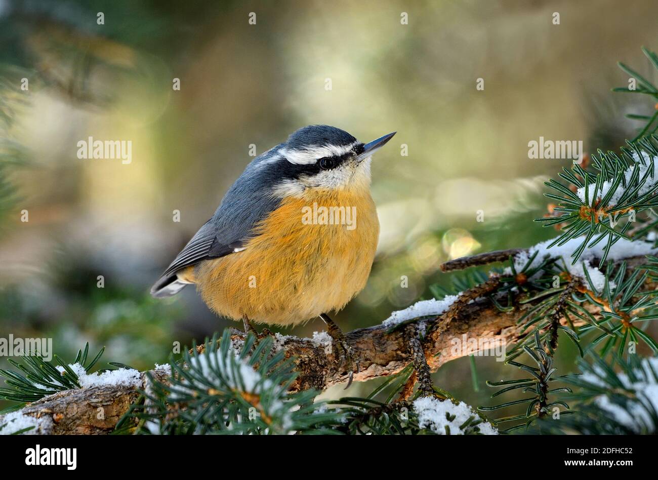 A Red-breasted Nuthatch bird 'Sitta canadensis', perched on a snowy green spruce tree branch in rural Alberta Canada Stock Photo