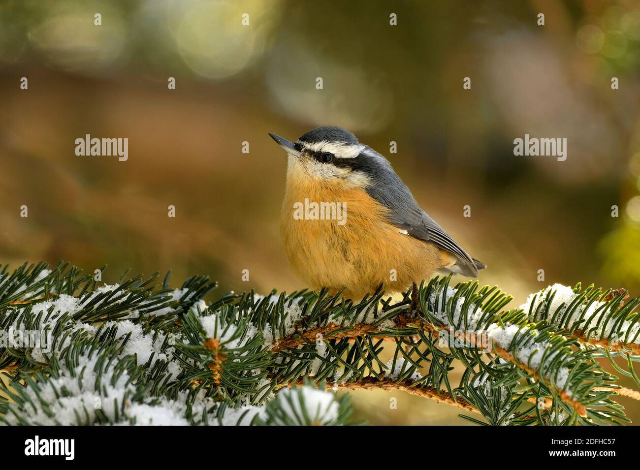 A Red-breasted Nuthatch bird 'Sitta canadensis', perched on a snowy green spruce tree branch in the warm sunset light in rural Alberta Canada Stock Photo