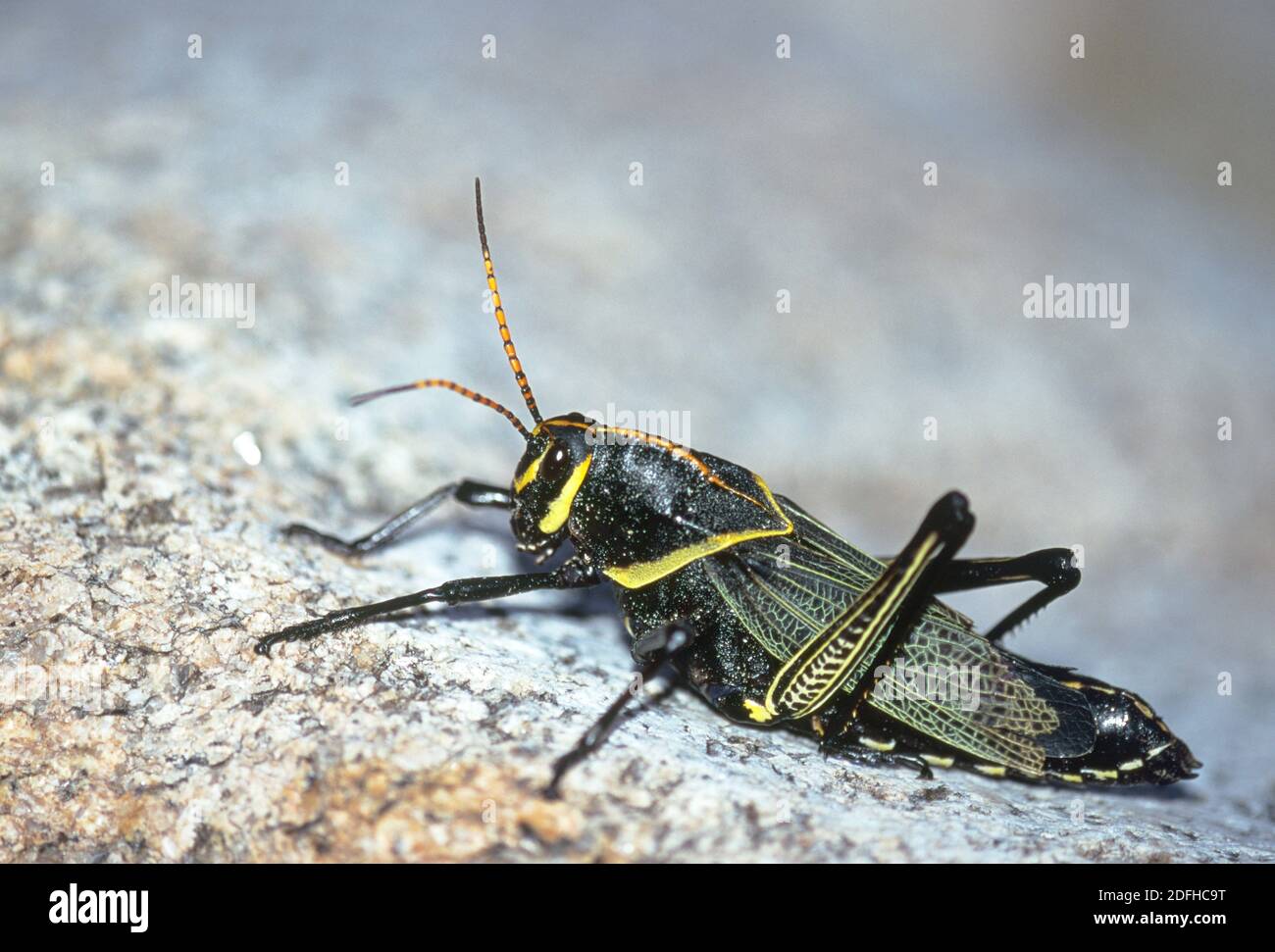 Horse Lubber (Taeniopoda eques Stock Photo Alamy