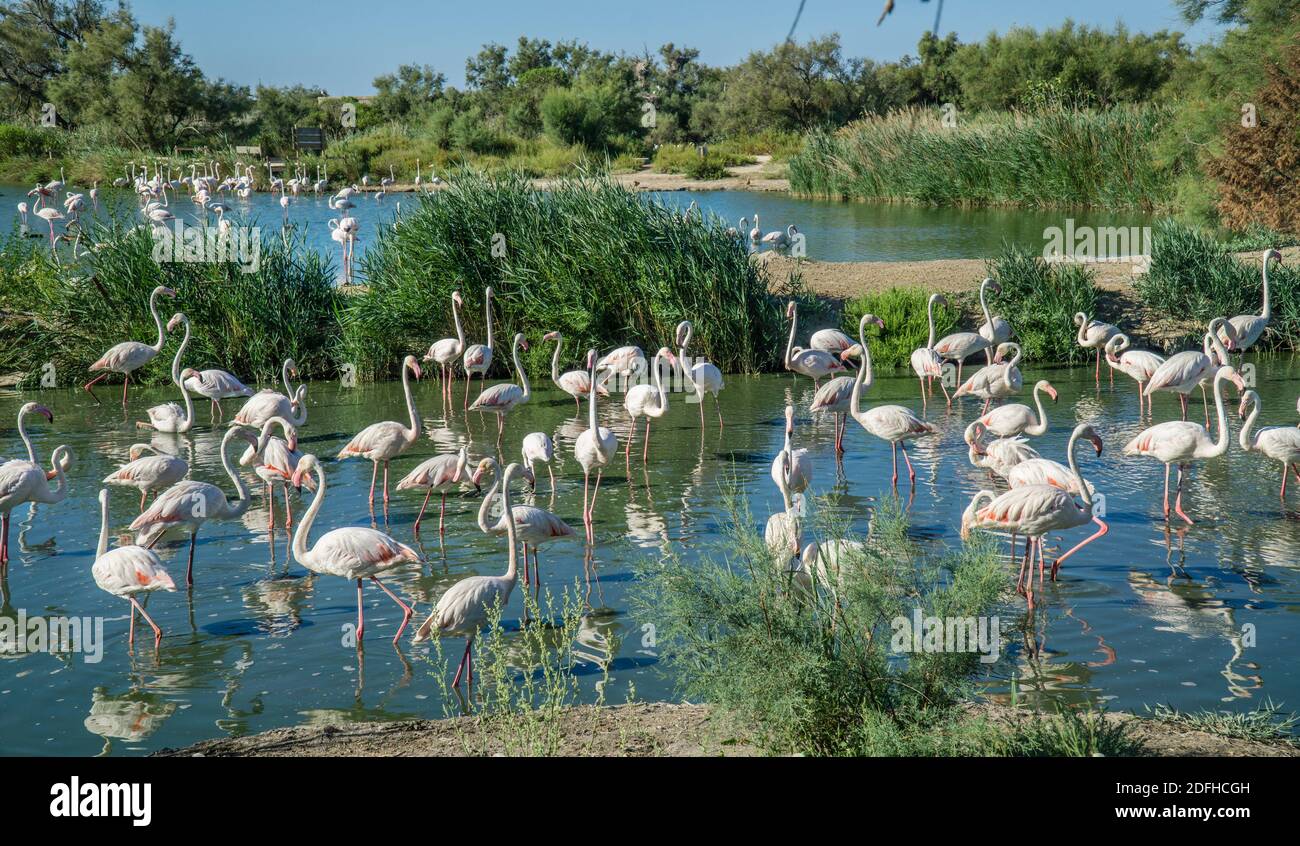 flamingos in the Camargue wetlands at the Ornithological Park of Pont de Gau near Saintes-Maries-de-la-Mer, Bouches-du-Rhône department, Provence-Alpe Stock Photo