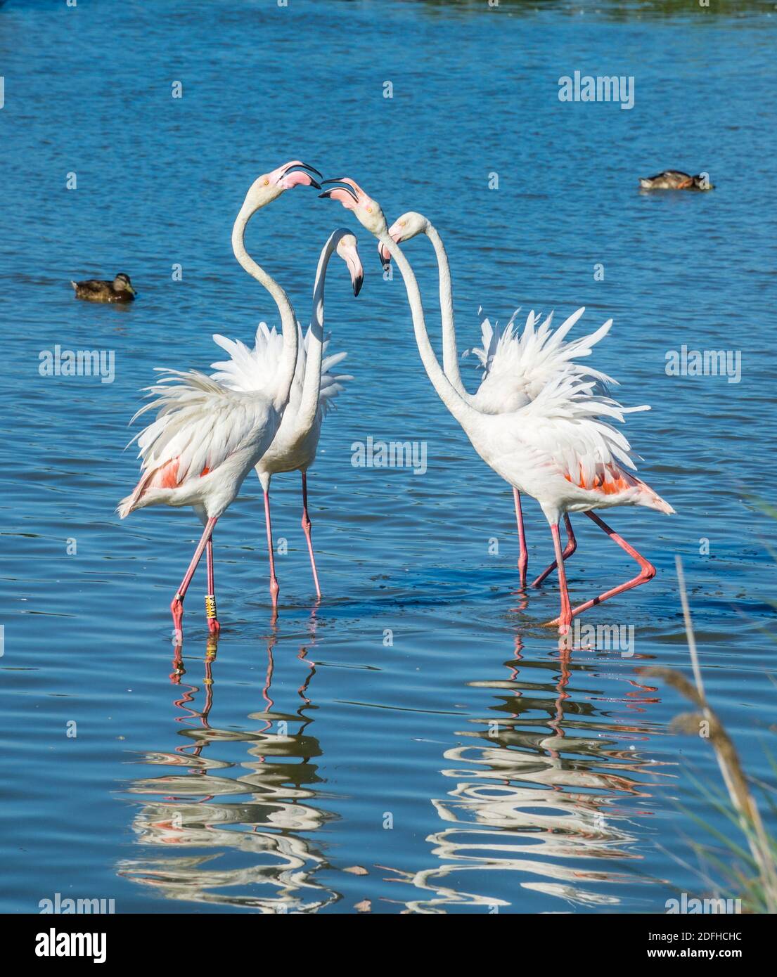 flamingos during mating courtshipin the Camargue wetlands at the Ornithological Park of Pont de Gau near Saintes-Maries-de-la-Mer, Bouches-du-Rhône de Stock Photo