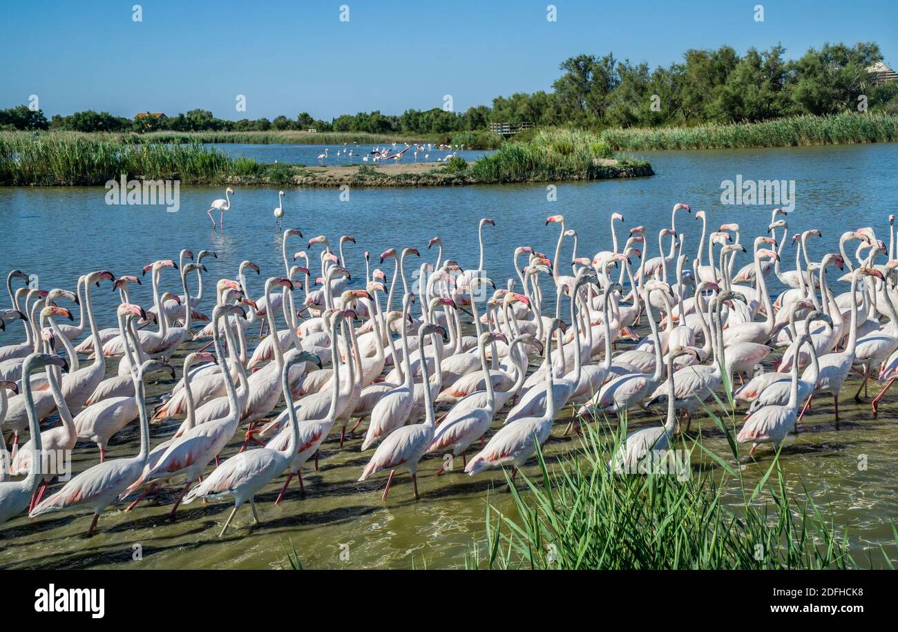flamingos in the Camargue wetlands at the Ornithological Park of Pont de Gau near Saintes-Maries-de-la-Mer, Bouches-du-Rhône department, Provence-Alpe Stock Photo