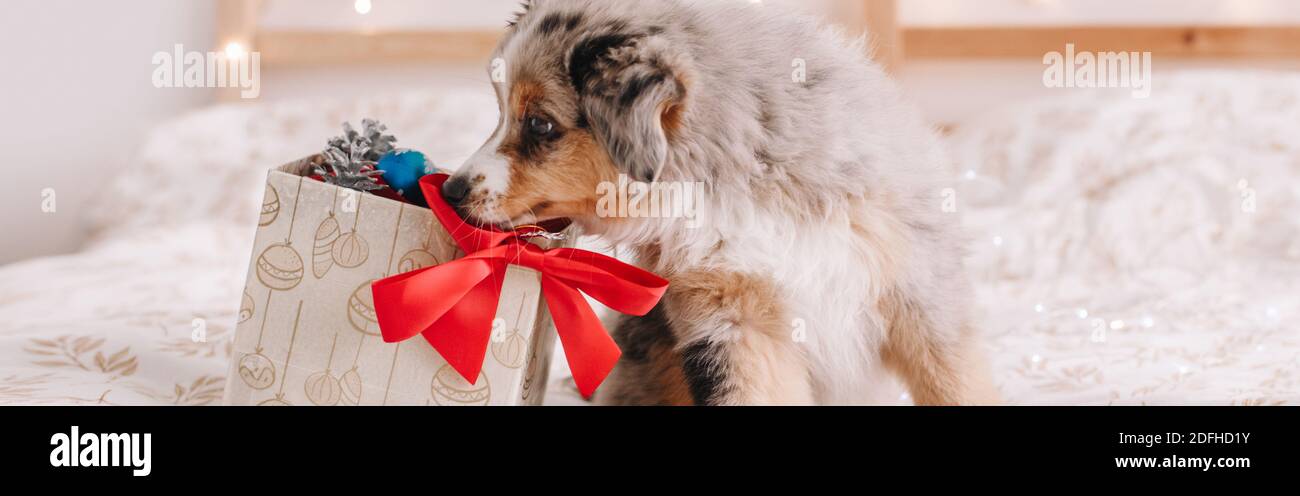 Mini australian shepherd gifts 2025