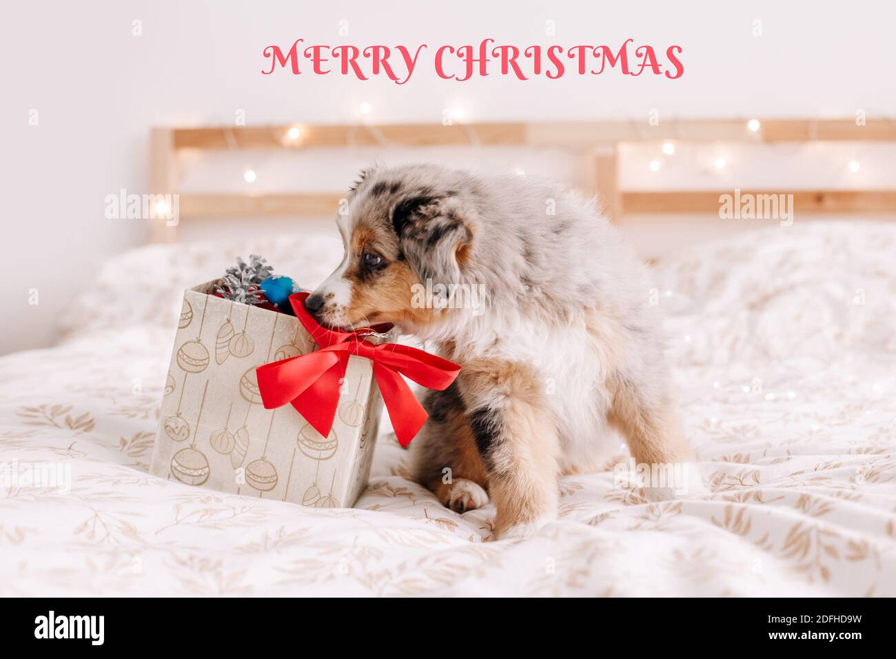Merry Christmas card with text. Cute dog pet exploring gift box with presents at home. Christmas holiday celebration. Adorable miniature Australian sh Stock Photo