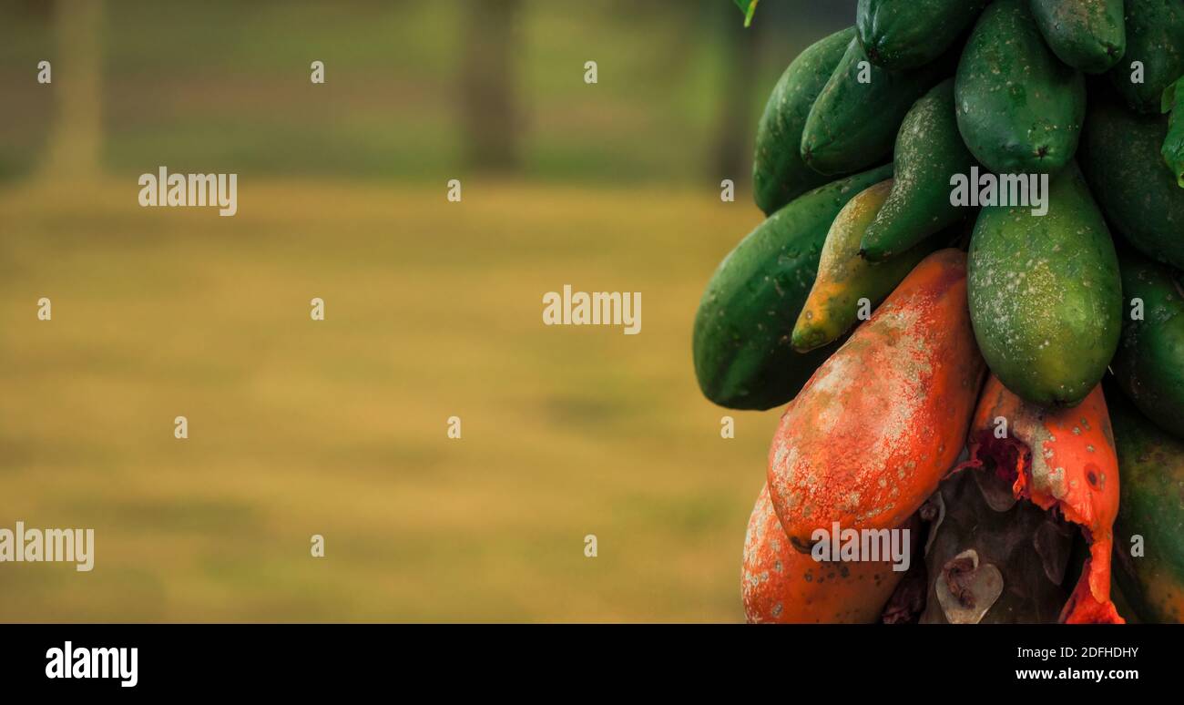 Large image of a papaya tree with selective focus and close up on the ripe, unripe and overripe papayas fruit. Blurred background with copy space Stock Photo