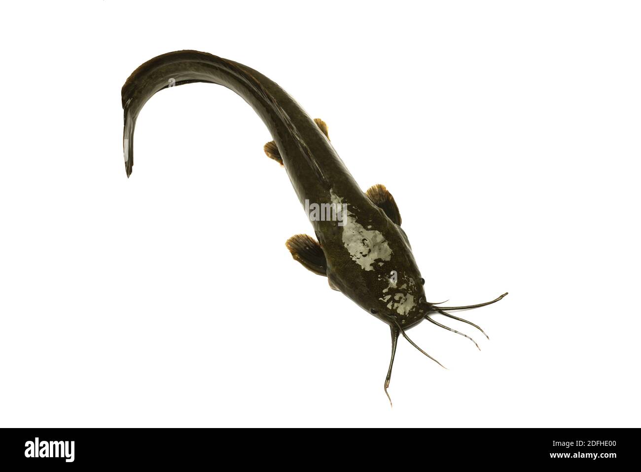 Big Oui Catfish, agriculture catfish isolated on a white background. Freshwater fish that are food and economic fish for fishermen in Thailand. top vi Stock Photo