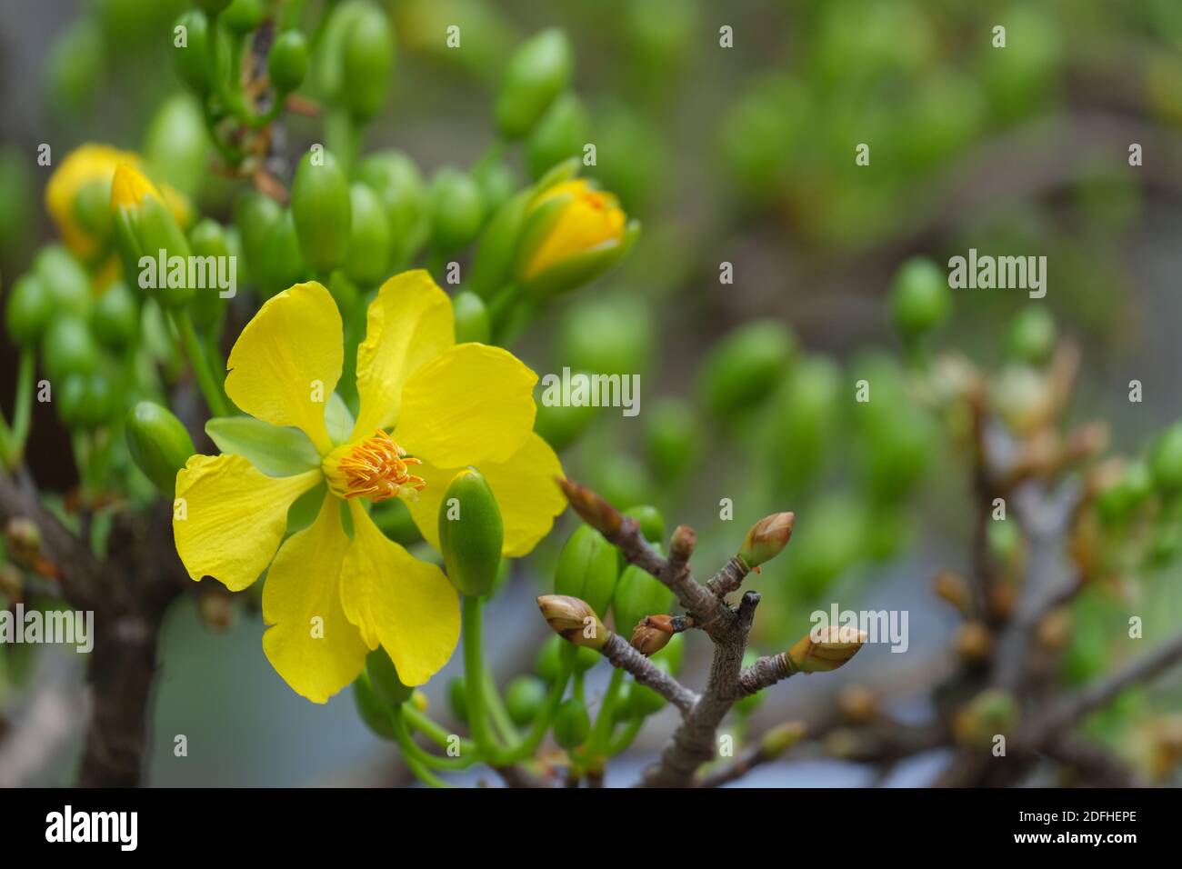 Royalty high quality free image of Ochnaceae. Ochna integerrima is symbol of Vietnamese traditional lunar New Year. Mai flower in Vietnamese Stock Photo