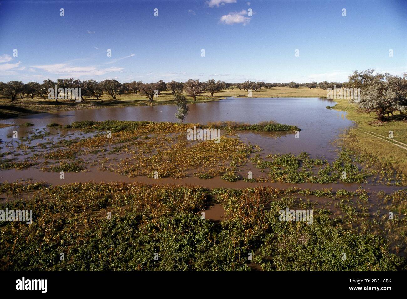 Darling River floodwaters swelling a billabong outside Bourke, northwestern New South Wales Stock Photo