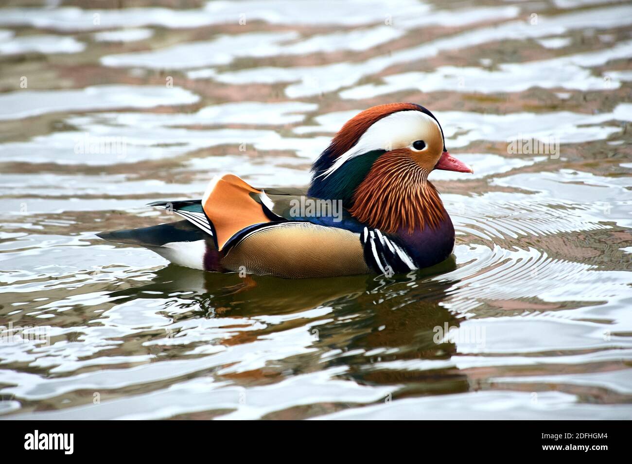 Mandarin duck swimming in a pond Stock Photo - Alamy
