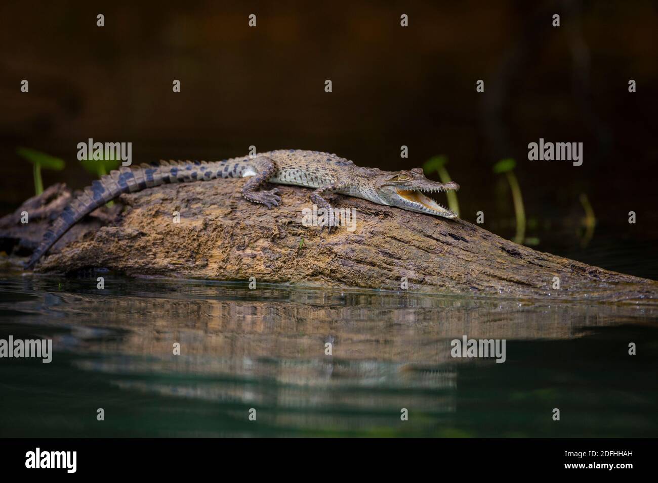 Juvenile American Crocodile, Crocodylus acutus, on a log in one of the sidearms of Gatun lake, Soberania national park, Republic of Panama. Stock Photo