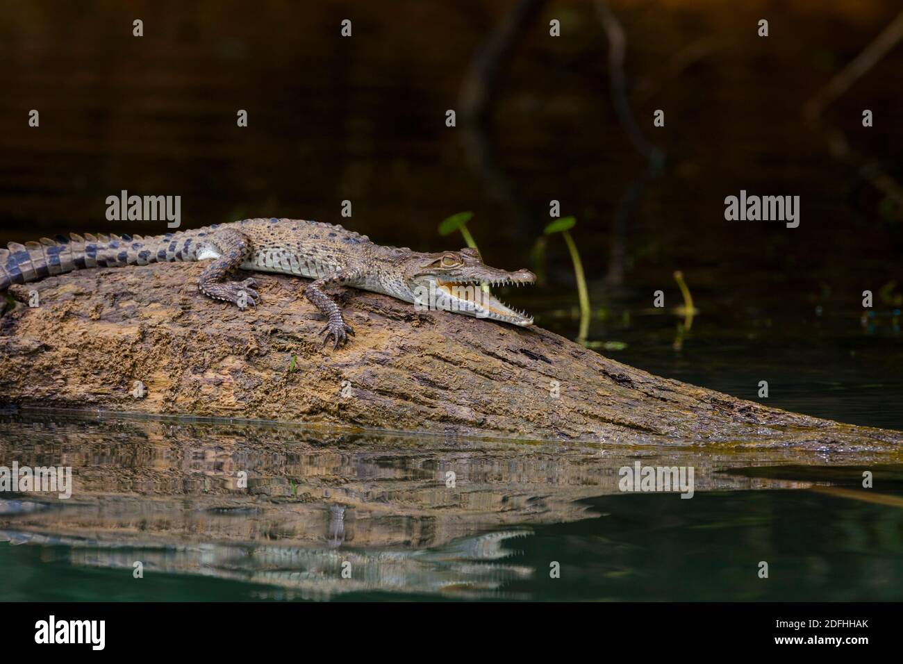 Juvenile American Crocodile, Crocodylus acutus, on a log in one of the sidearms of Gatun lake, Soberania national park, Republic of Panama. Stock Photo