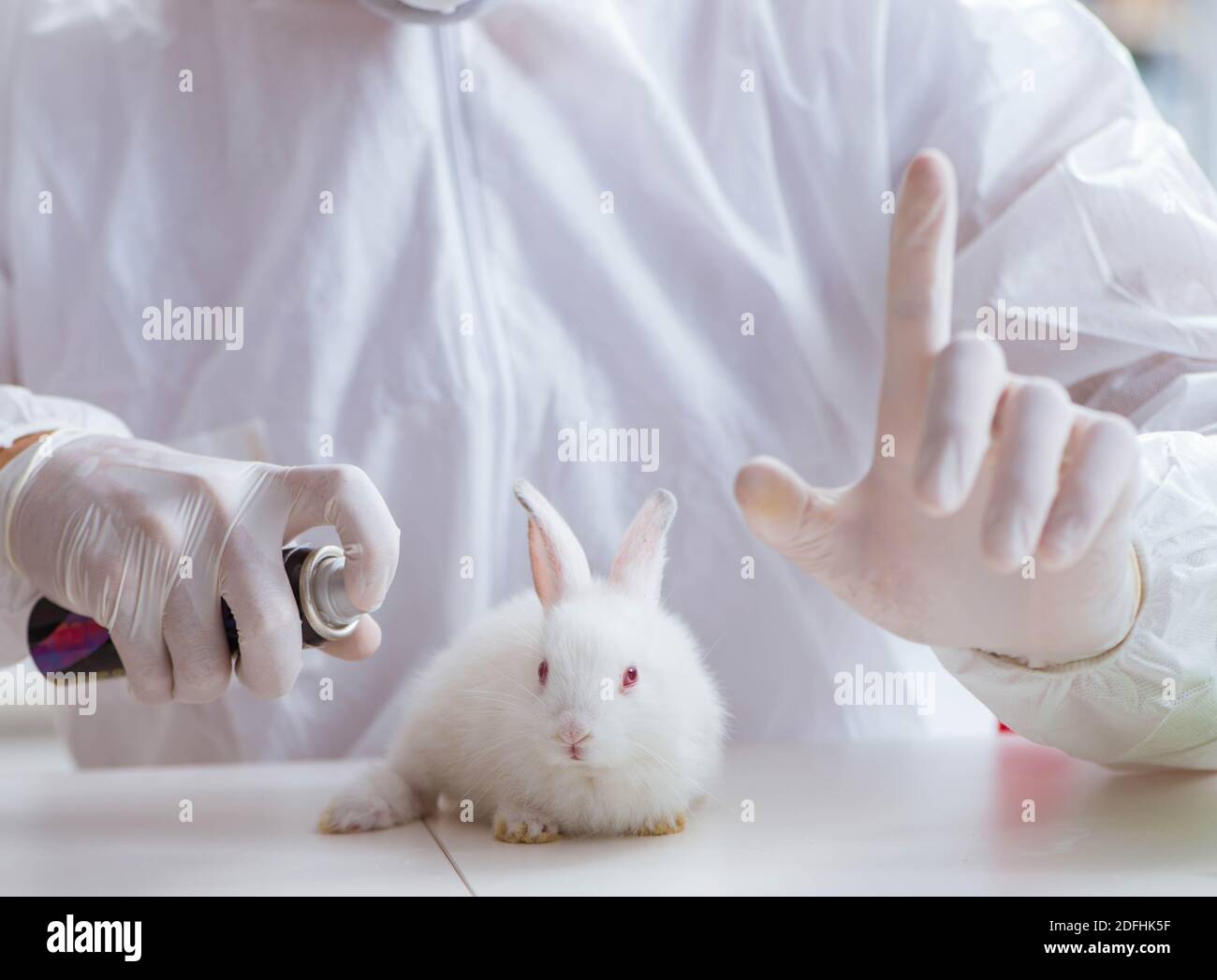 The scientist doing animal experiment in lab with rabbit Stock Photo ...