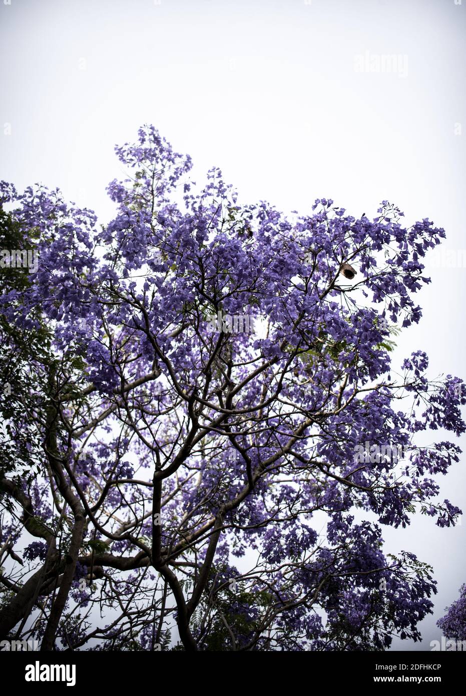 A vertical low angle shot of Jacaranda tree Stock Photo - Alamy