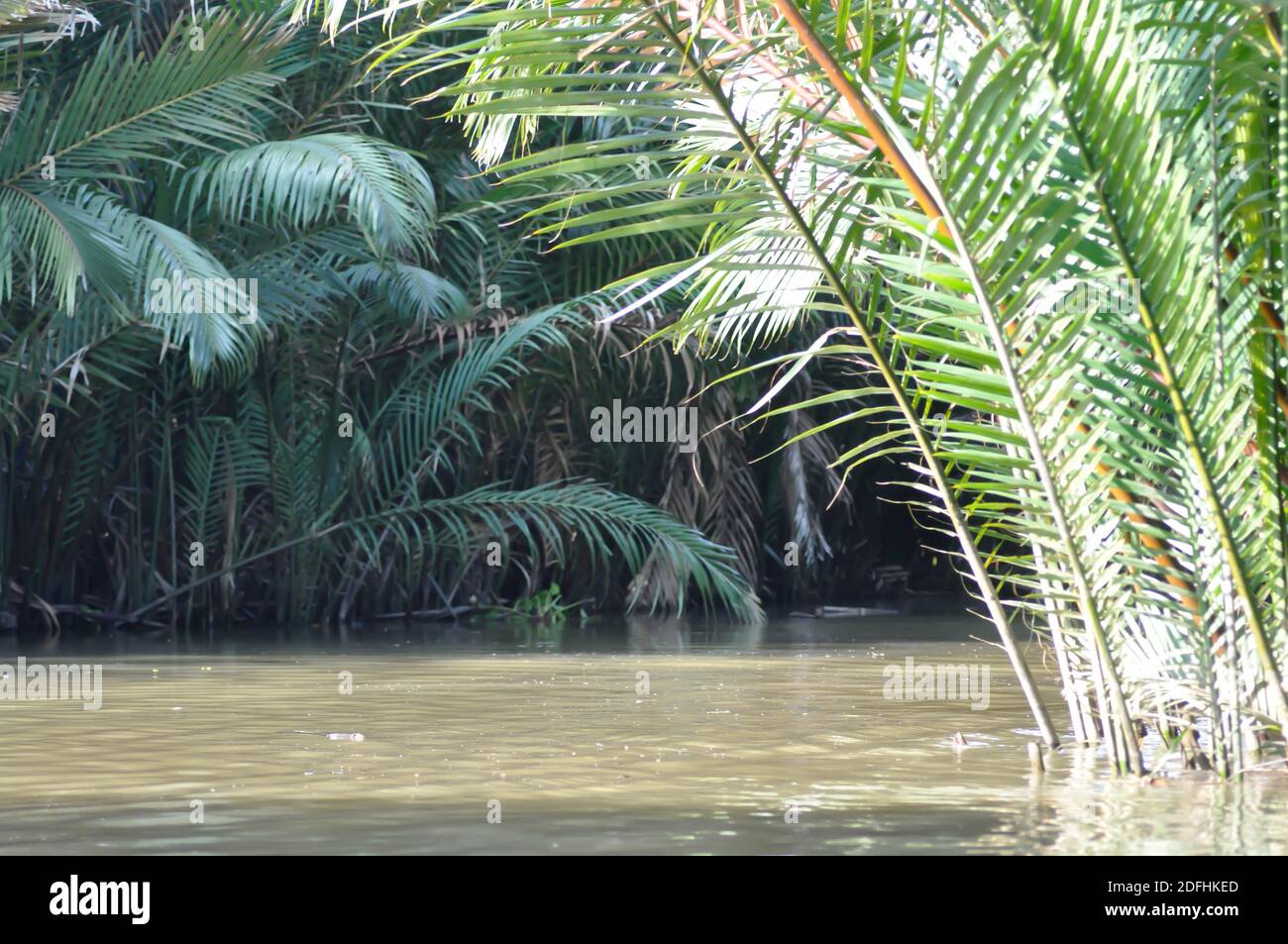 mangrove palm, palm or nipa palm near river Stock Photo Alamy