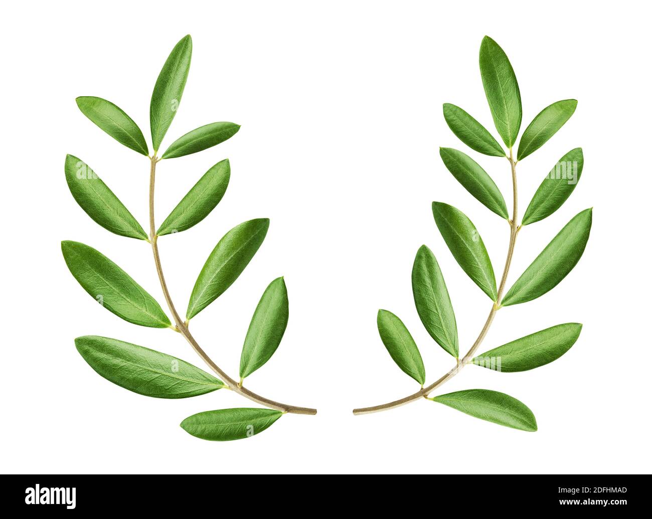 Olive wreath isolated on white background with clipping path Stock