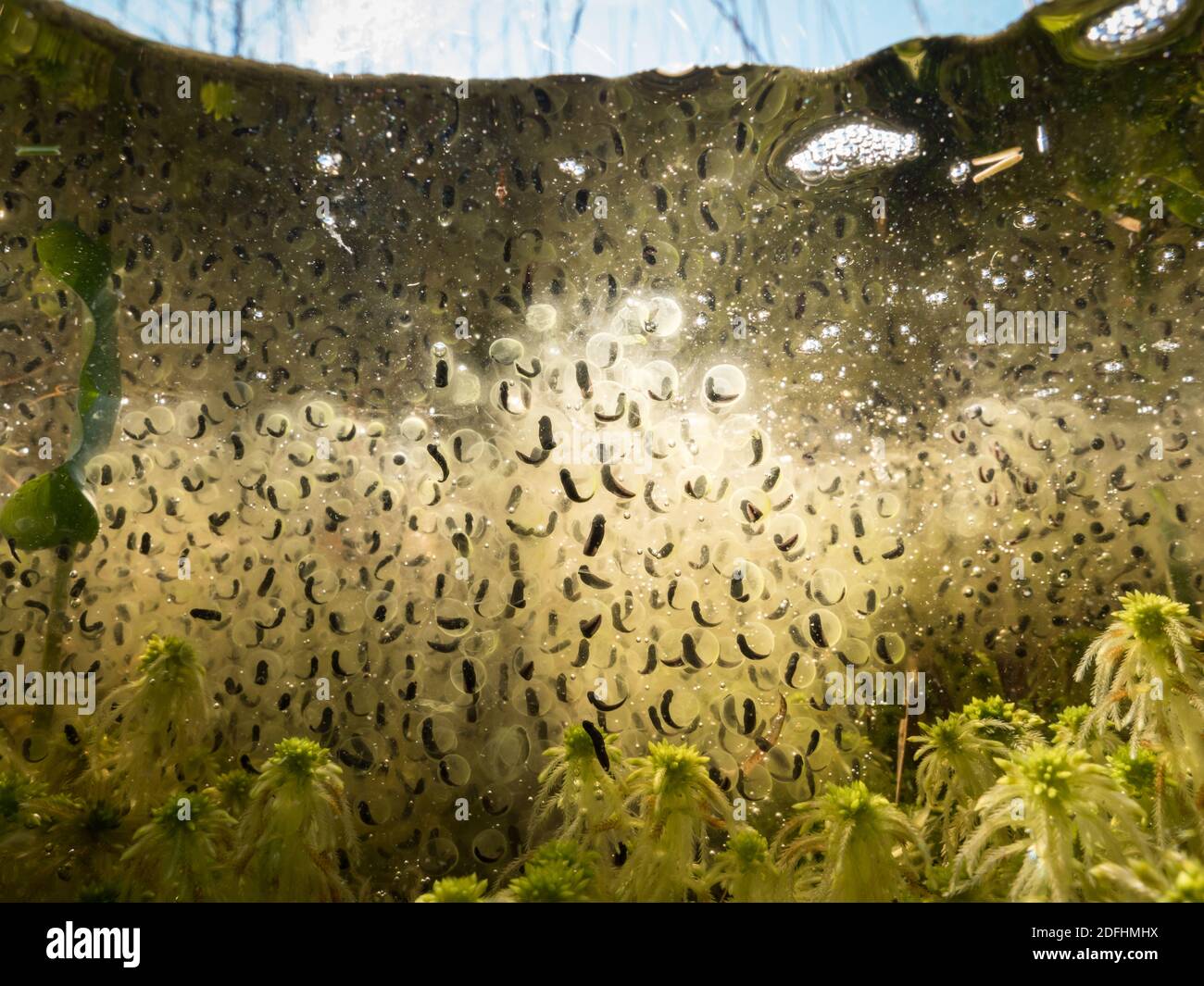 Moor frog eggs underwater over sphagnum moss Stock Photo